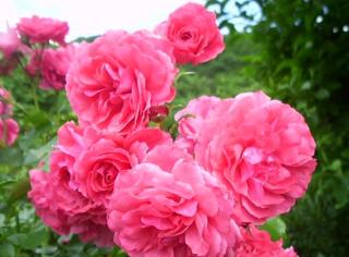 Eine Rose ist eine Rose ist eine Rose...