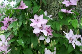 Clematis riechen gut...